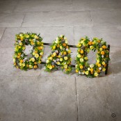 DAD Frame - Oasis P25